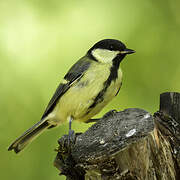 Great Tit