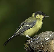 Mésange charbonnière