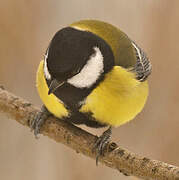 Great Tit