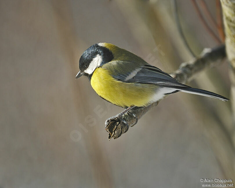 Mésange charbonnièreadulte, identification, Comportement