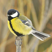 Mésange charbonnière