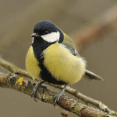 Mésange charbonnière