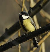 Great Tit