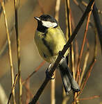 Mésange charbonnière