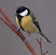 Great Tit