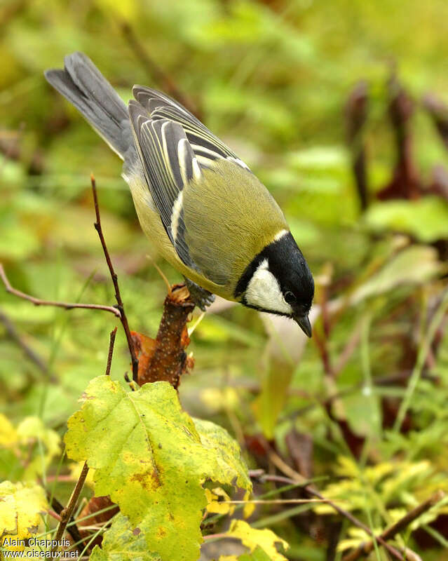 Mésange charbonnièreadulte, composition