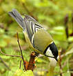 Mésange charbonnière