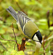 Great Tit