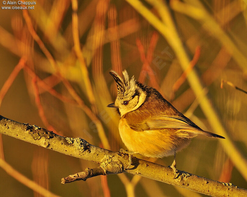 Crested Titadult, identification, Behaviour