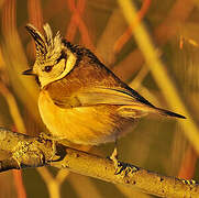 European Crested Tit