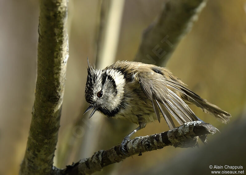 Crested Titadult, identification, Behaviour