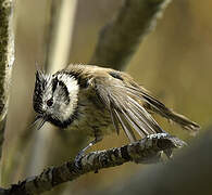 European Crested Tit