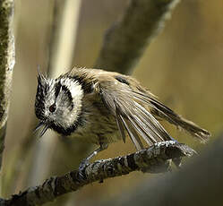 Mésange huppée