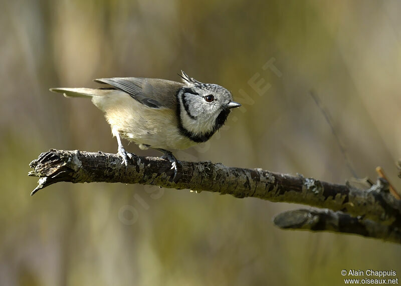 Mésange huppéeadulte, identification, Comportement