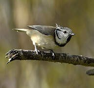 European Crested Tit