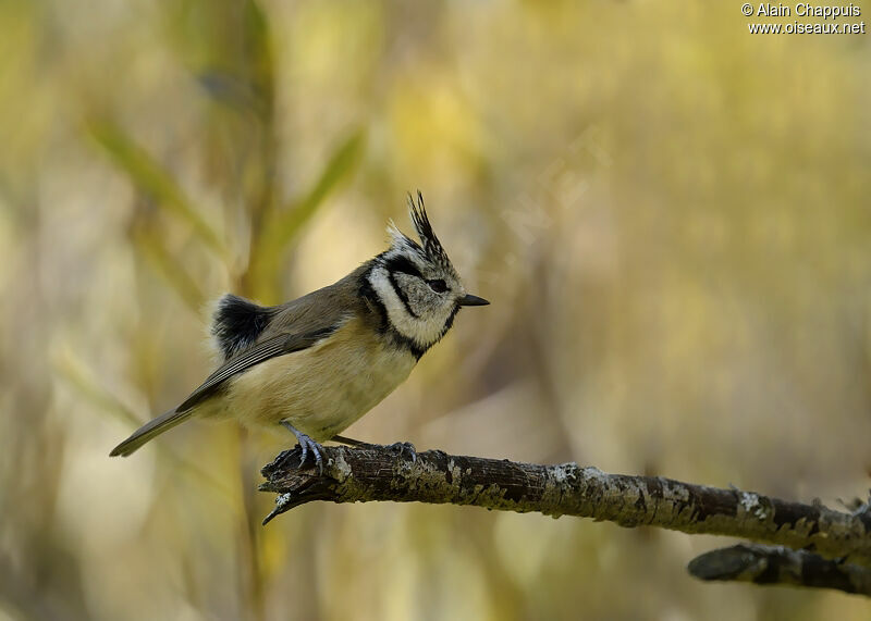 European Crested Titadult, identification, Behaviour