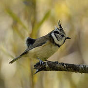 Mésange huppée