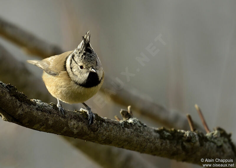 European Crested Titadult post breeding, identification, Behaviour