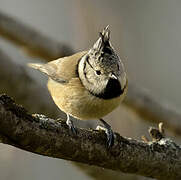 Crested Tit