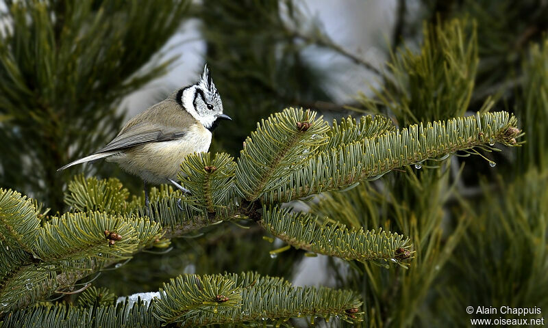 Mésange huppéeadulte, identification, Comportement