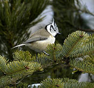 European Crested Tit