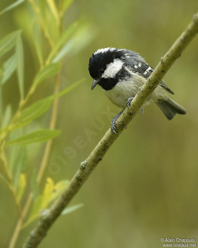 Coal Titadult, identification, Behaviour