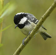 Coal Tit