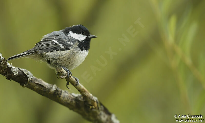 Mésange noireadulte, identification, Comportement