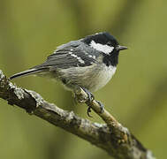 Coal Tit