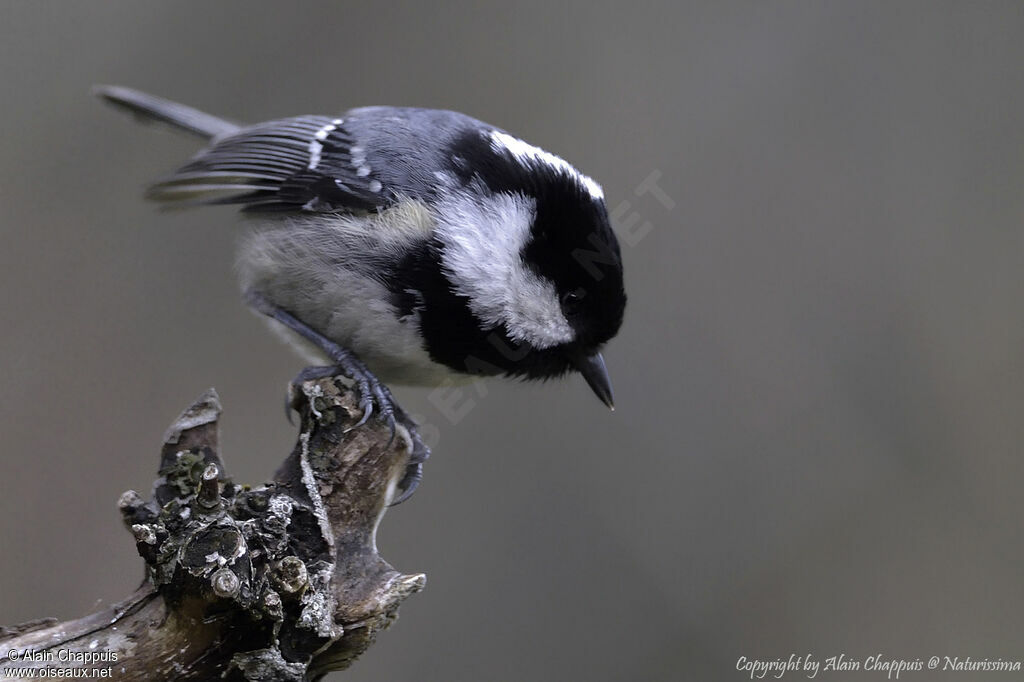 Mésange noireadulte, identification, portrait, habitat