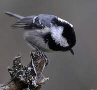 Coal Tit