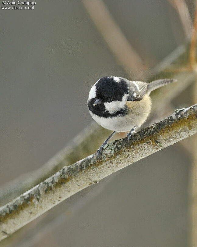 Coal Titadult, identification, Behaviour