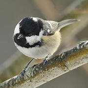 Coal Tit