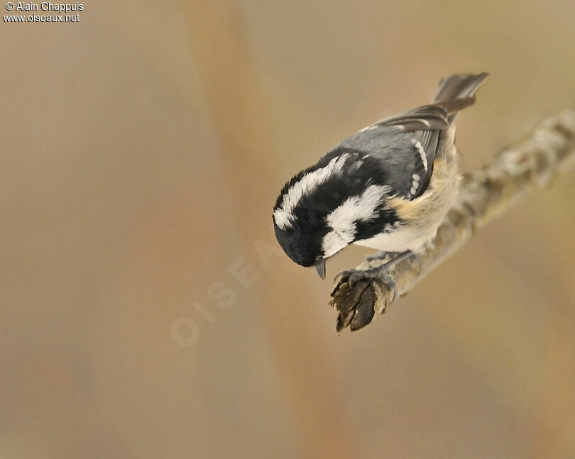 Coal Titadult, identification, Behaviour