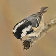 Coal Tit