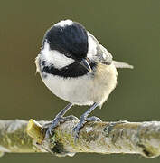 Coal Tit