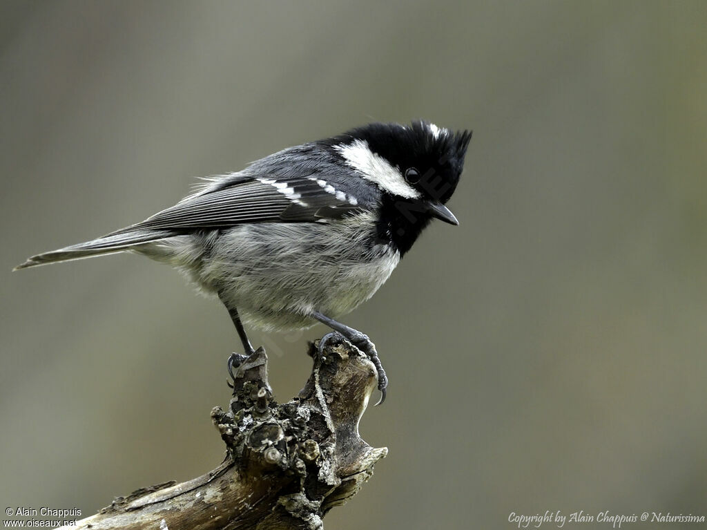 Coal Titadult, identification, close-up portrait, habitat