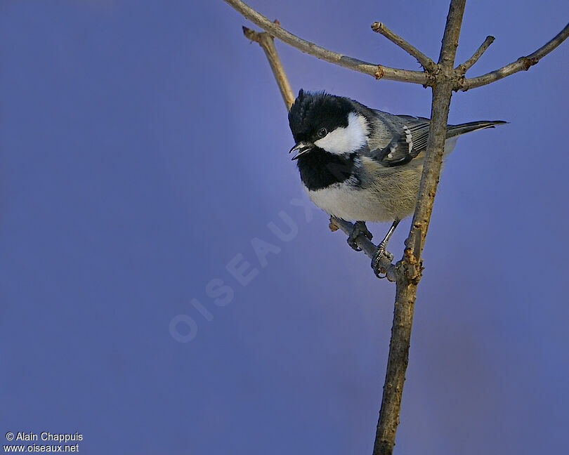 Mésange noireadulte, identification