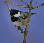 Coal Tit