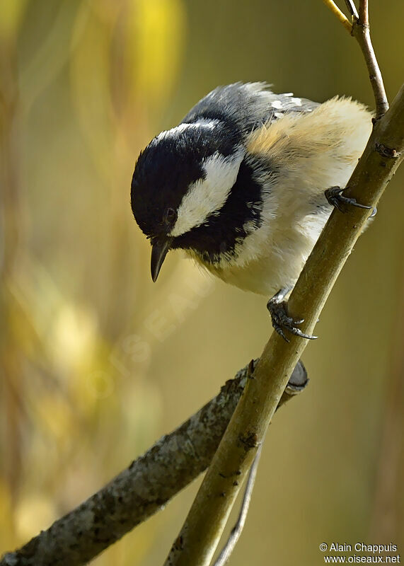 Mésange noireadulte, identification, Comportement