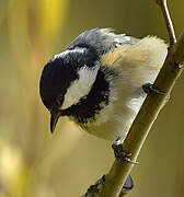 Coal Tit