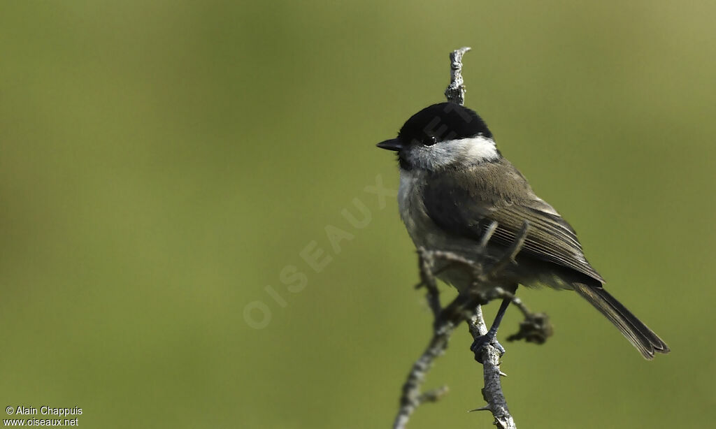 Marsh Tit, identification, Behaviour