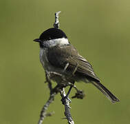 Marsh Tit