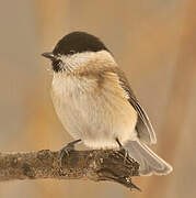 Marsh Tit