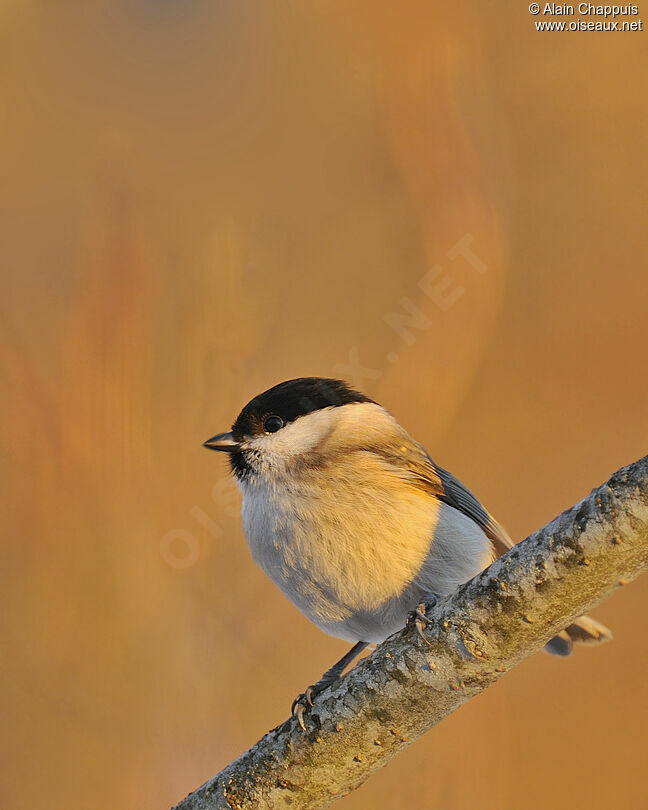 Marsh Titadult, identification, Behaviour