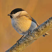 Marsh Tit