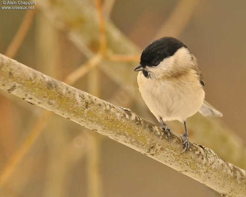 Mésange nonnetteadulte, identification, Comportement