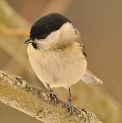 Marsh Tit