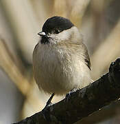 Marsh Tit