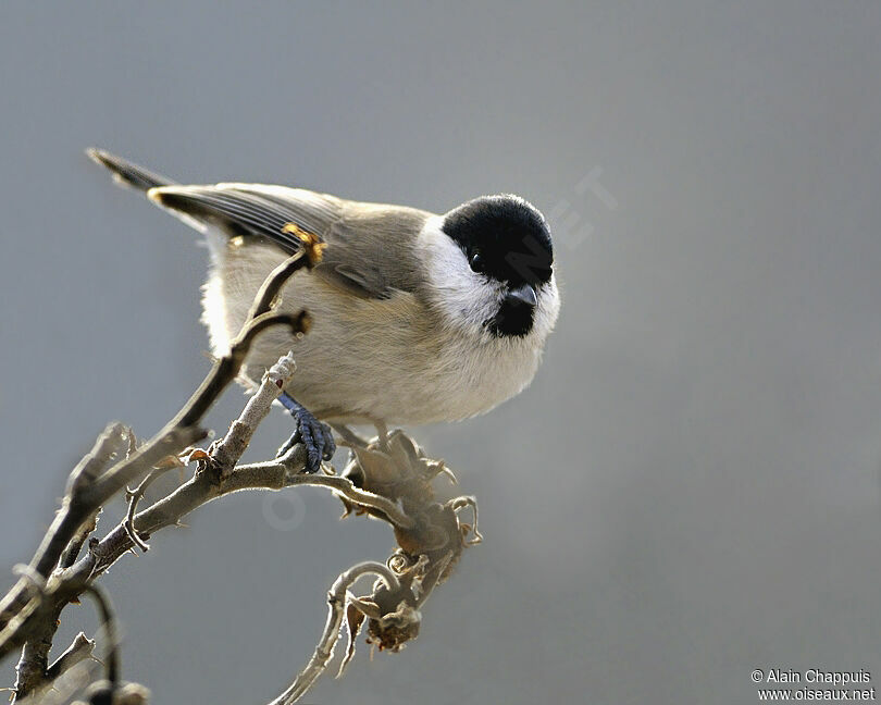 Marsh Titadult, identification, Behaviour